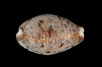 藏品(山貓寶螺)的圖片